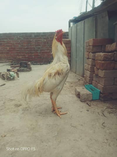 Assel rooster