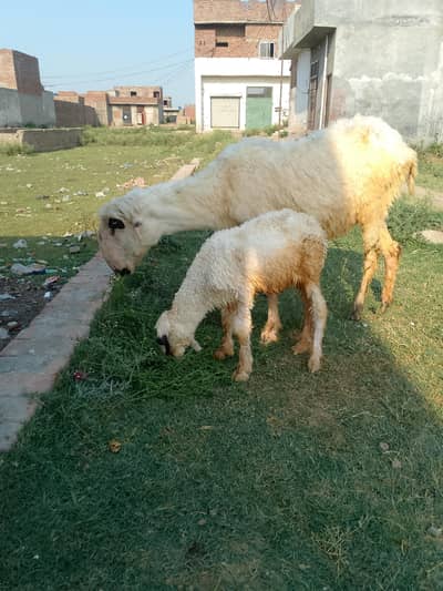 بھیڑ اور اس کا بچہ مندری نسل