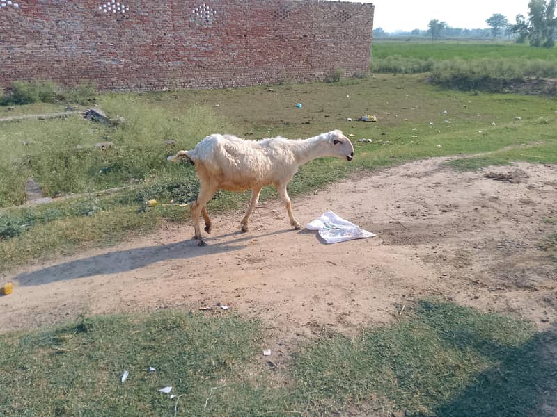 بھیڑ اور اس کا بچہ مندری نسل 1
