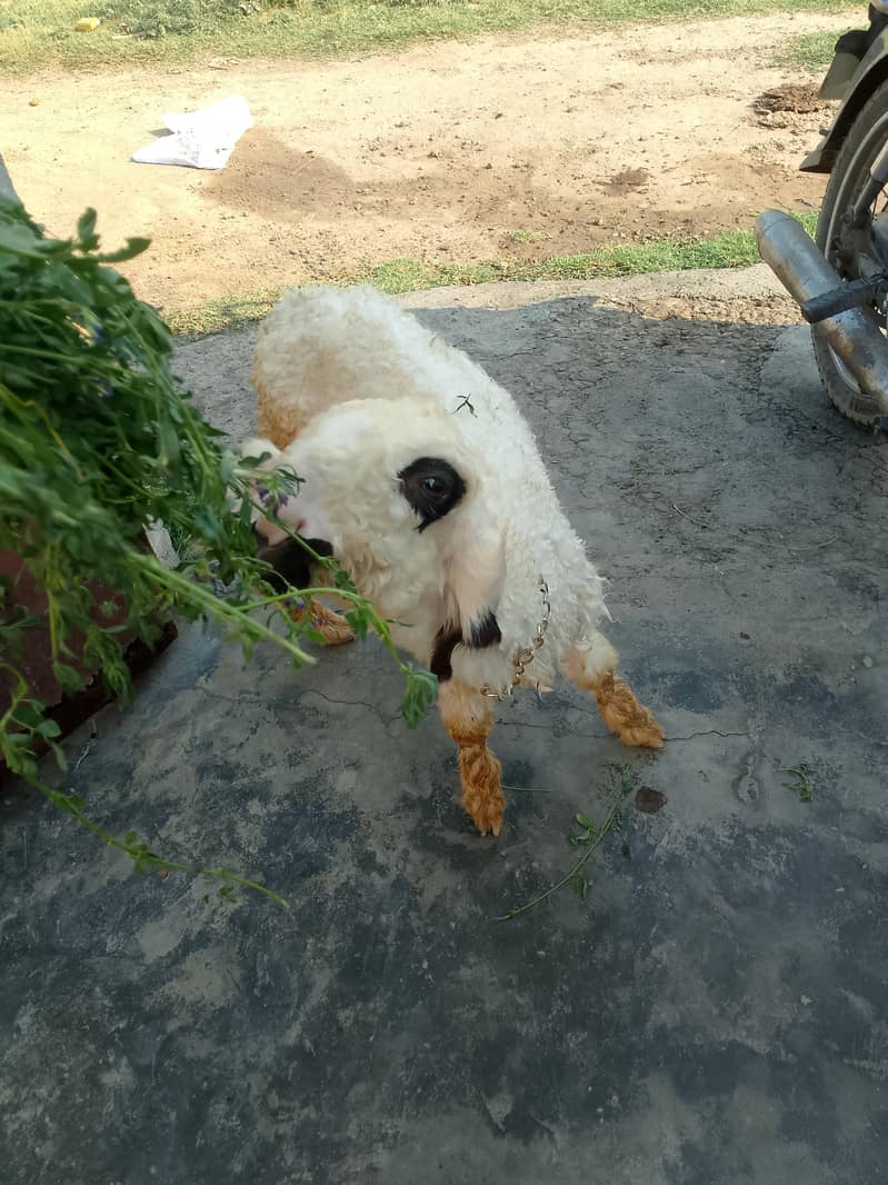 بھیڑ اور اس کا بچہ مندری نسل 2