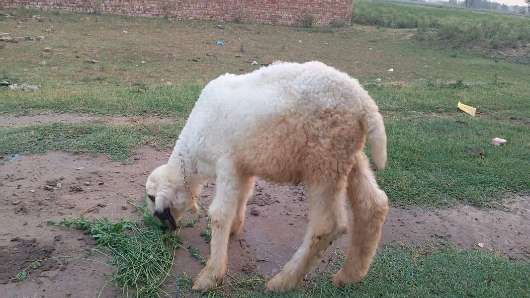 بھیڑ اور اس کا بچہ مندری نسل 5