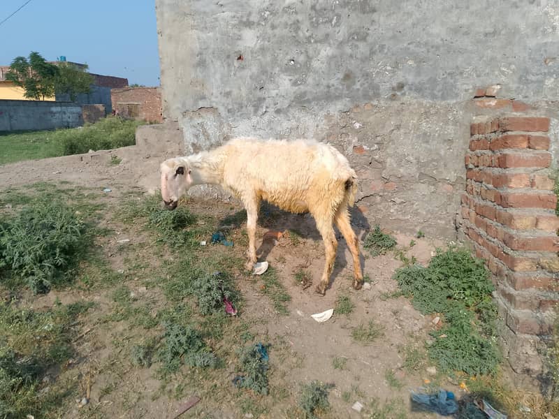 بھیڑ اور اس کا بچہ مندری نسل 6