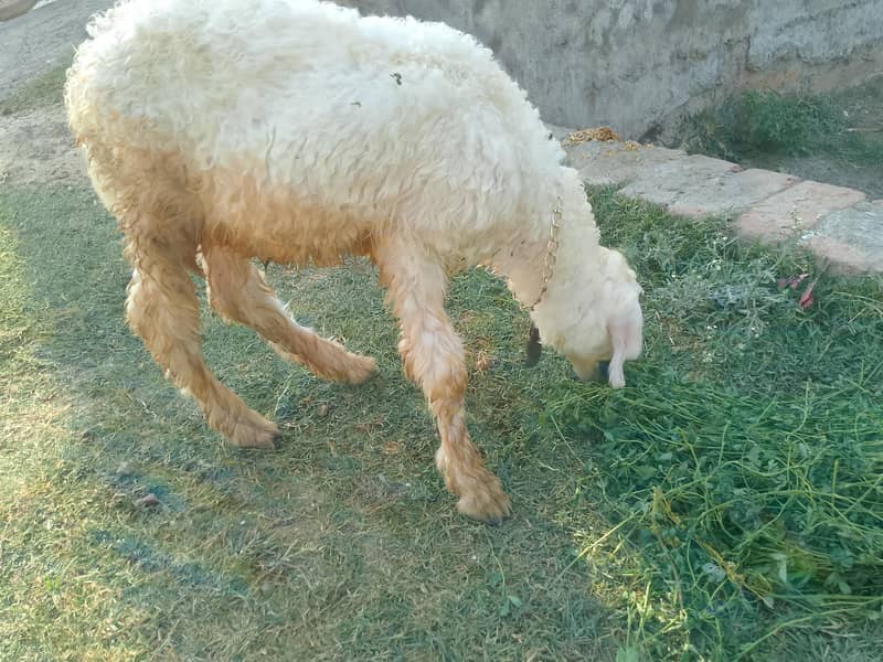 بھیڑ اور اس کا بچہ مندری نسل 7