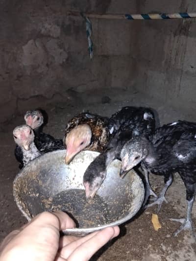 Aseel Chicks