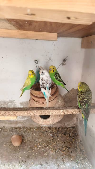 Budgie parrot/for sale