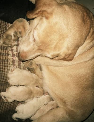 British Labrador Puppies | Albino/golden | 45 days age
