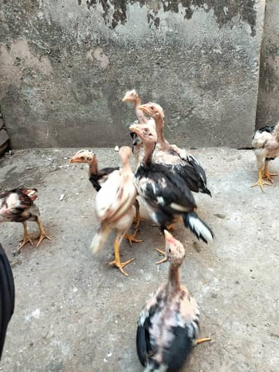 Aseel chicks for sale