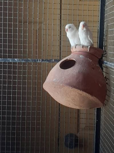 Albino Red Eye