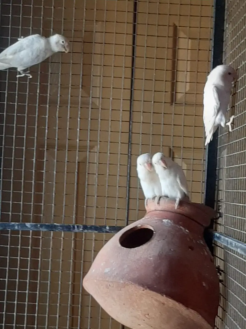 Albino Red Eye — photo 2