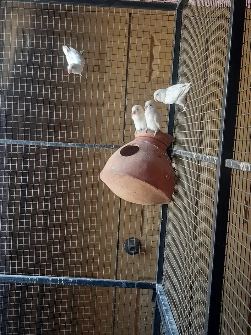 Albino Red Eye — photo 3