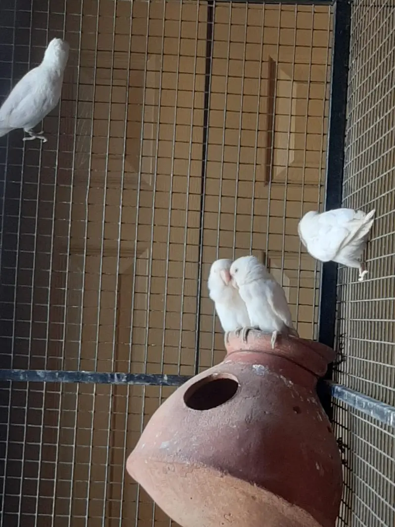 Albino Red Eye — photo 4
