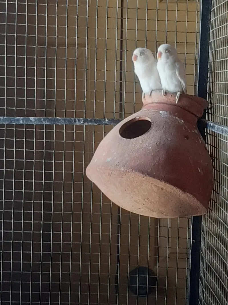 Albino Red Eye — photo 5