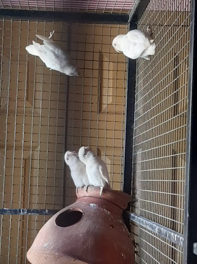 Albino Red Eye — photo 6
