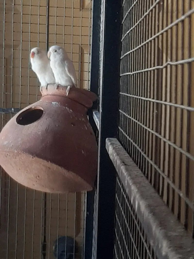 Albino Red Eye — photo 7