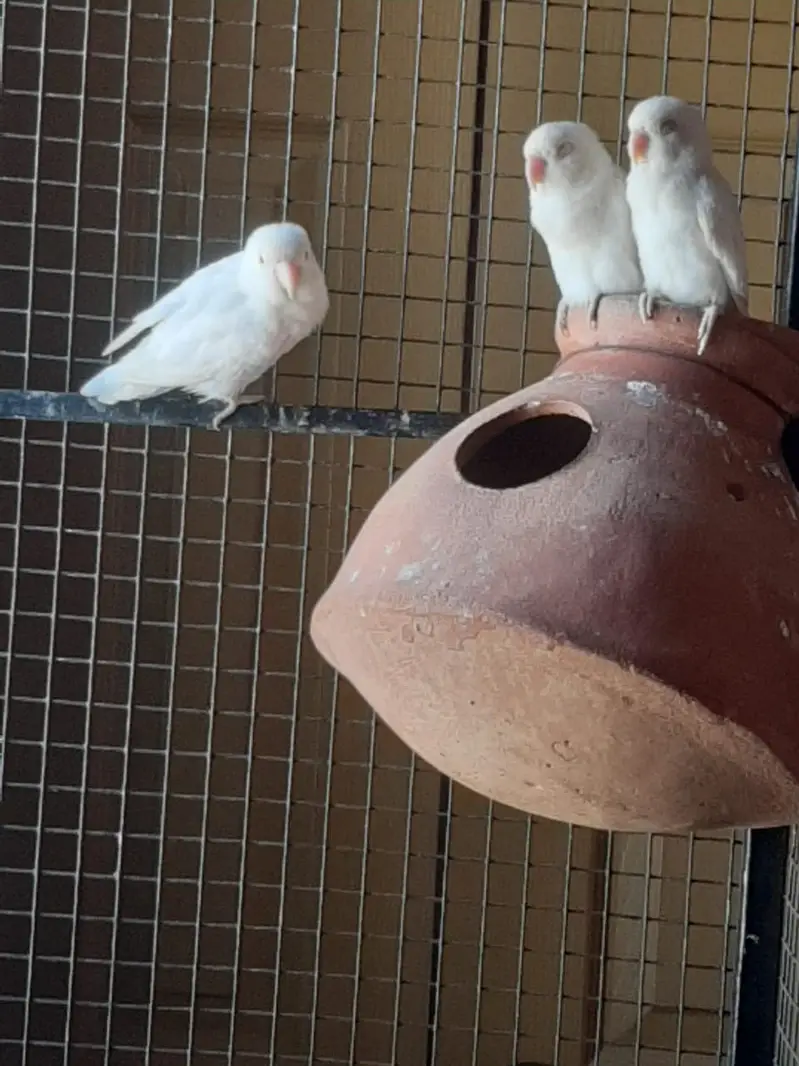 Albino Red Eye — photo 8