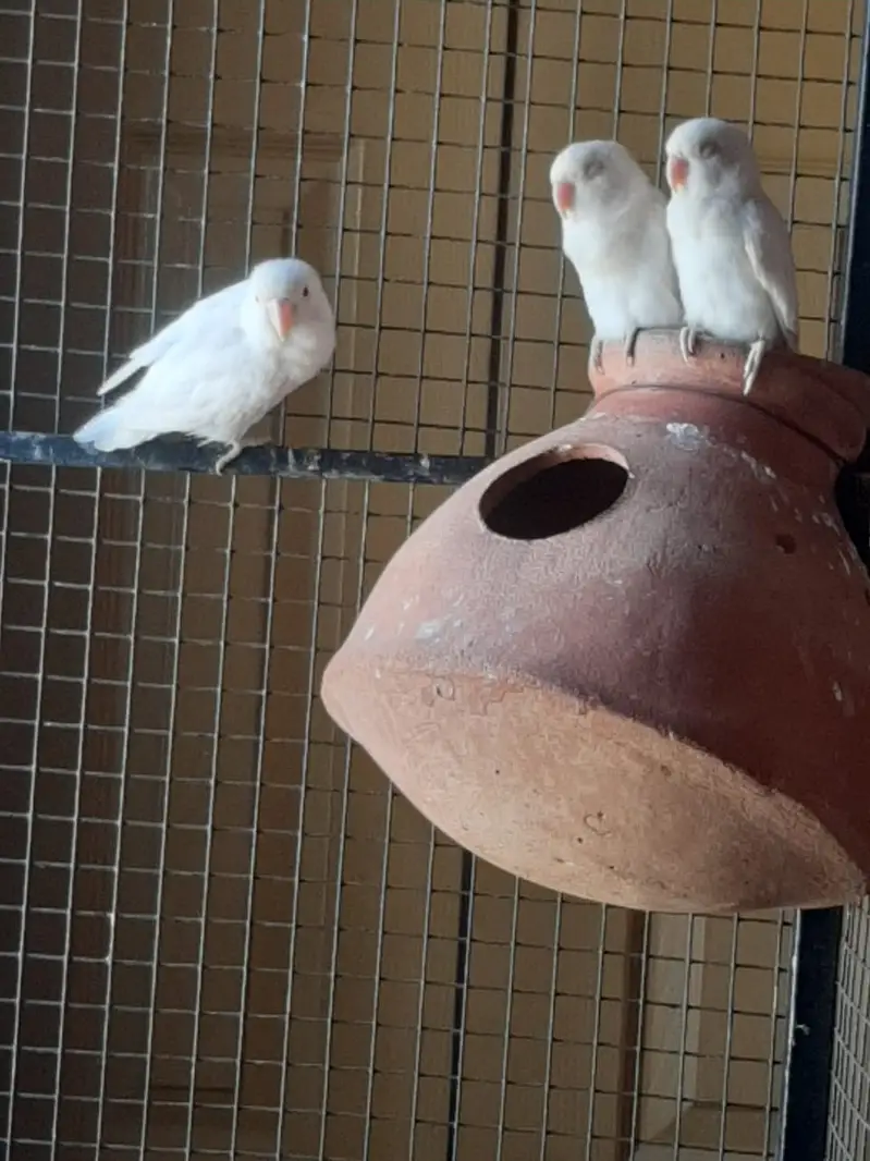 Albino Red Eye — photo 9