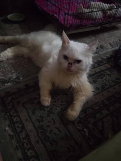 Persian