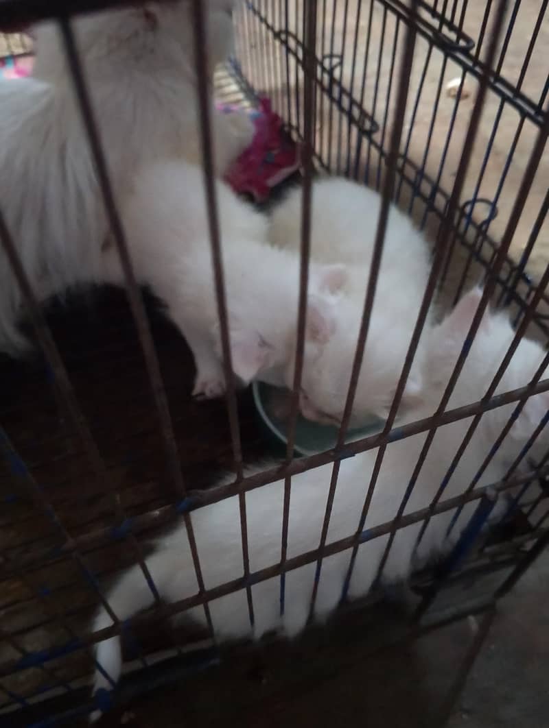 Persian 1