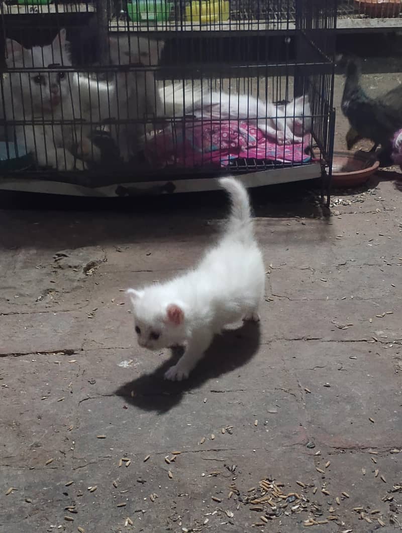 Persian 3