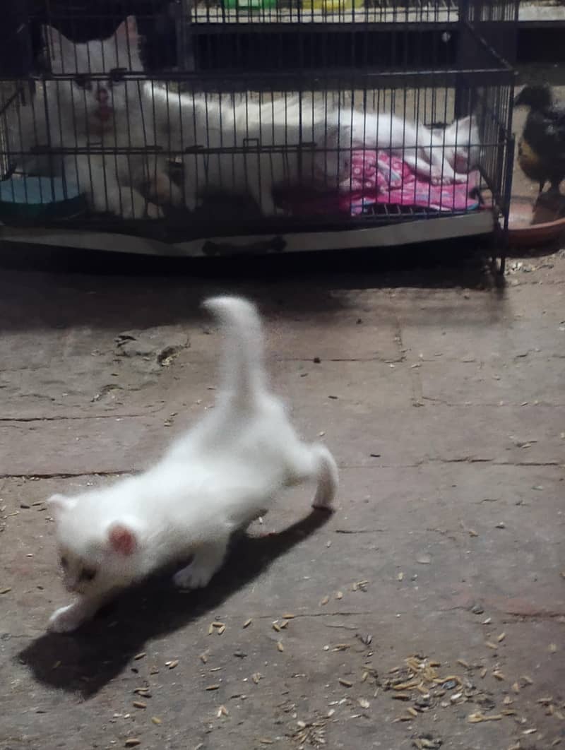 Persian 4