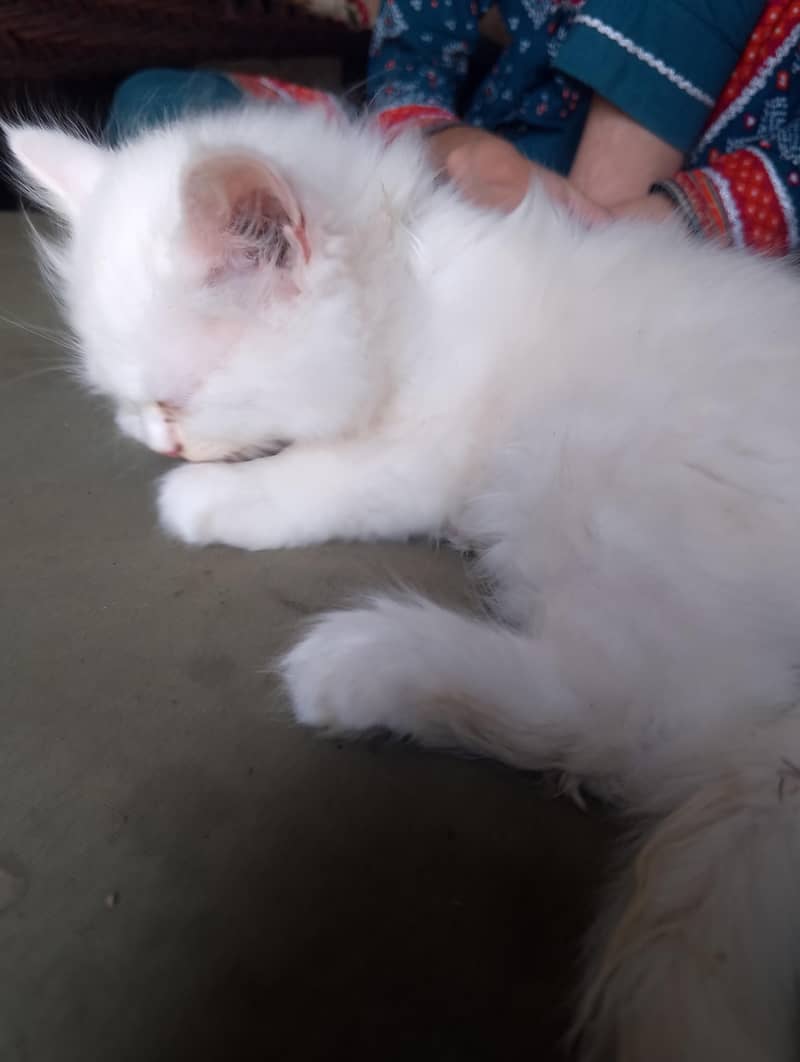 Persian 6