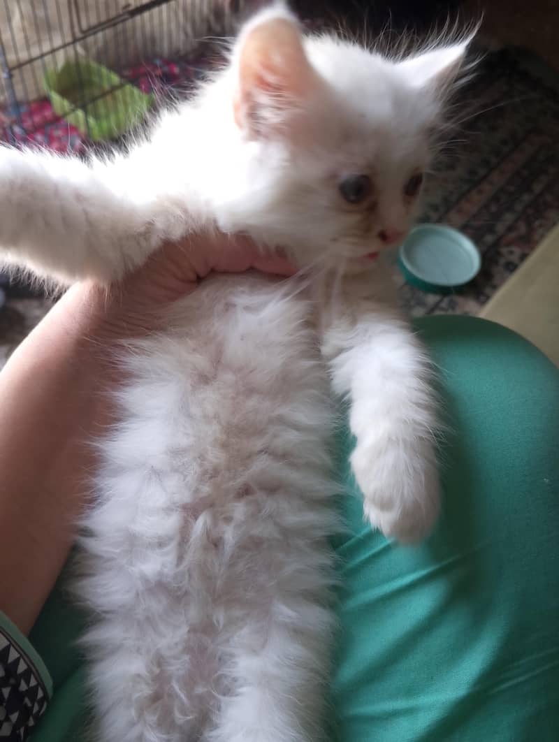 Persian 7