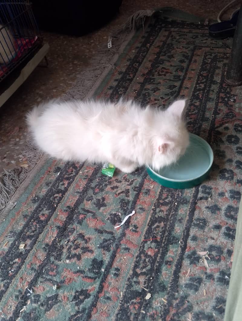 Persian 8