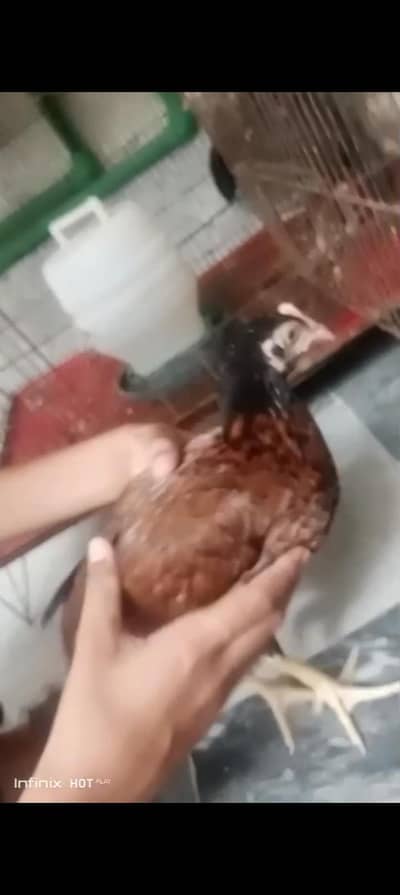 Aseel bengum brown or black female