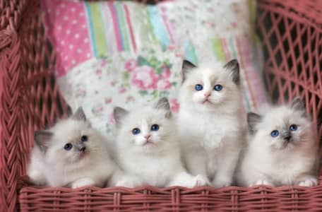 Persian and Ragdoll Show Quality Kittens Available For Sale