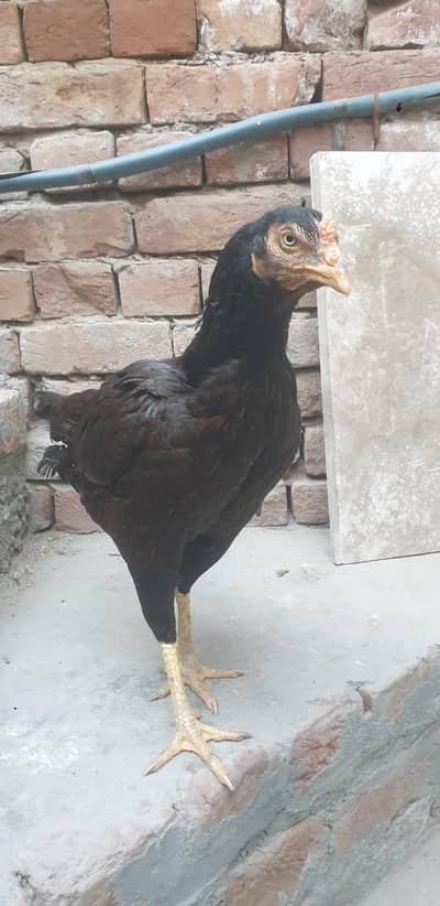 pure aseel murgi
