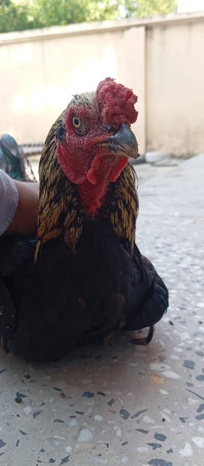 - High-Quality Miawali lakka X Amroha Cross Assel Rooster For Sale!