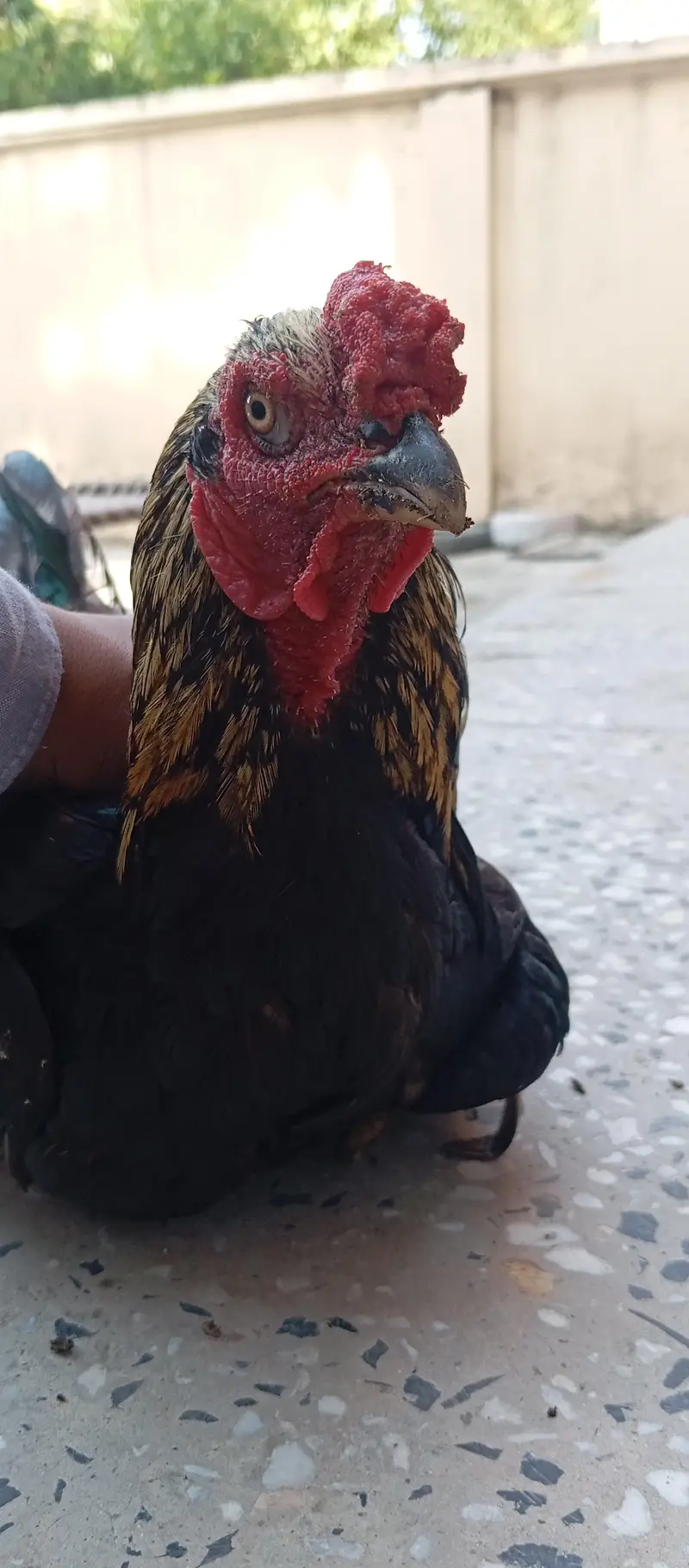 - High-Quality Miawali lakka X Amroha Cross Assel Rooster For Sale! — photo 2