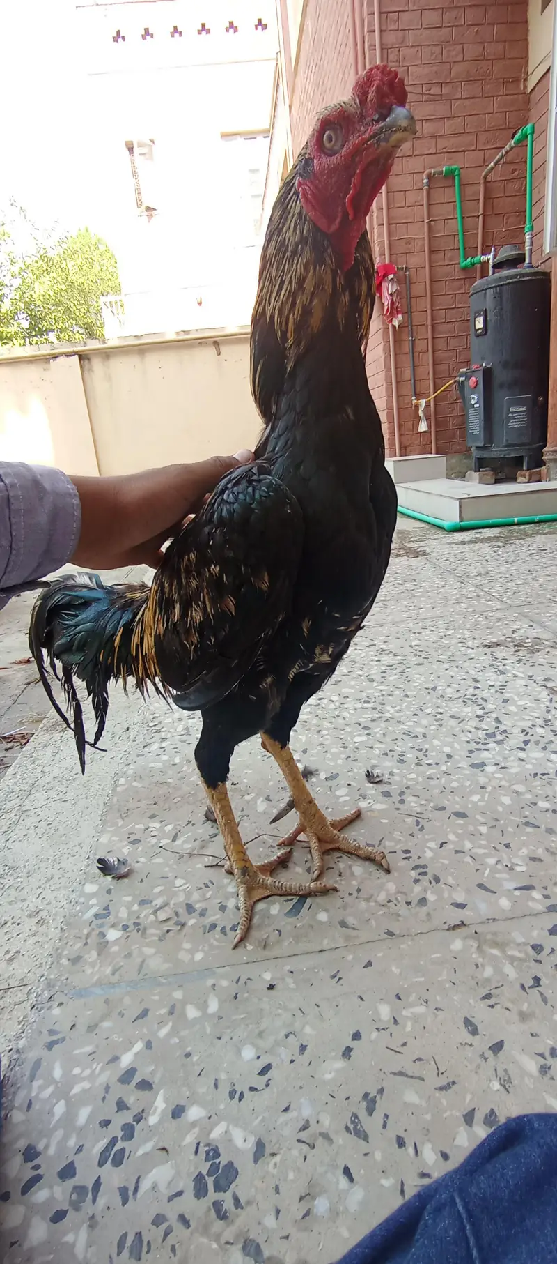 - High-Quality Miawali lakka X Amroha Cross Assel Rooster For Sale! — photo 3