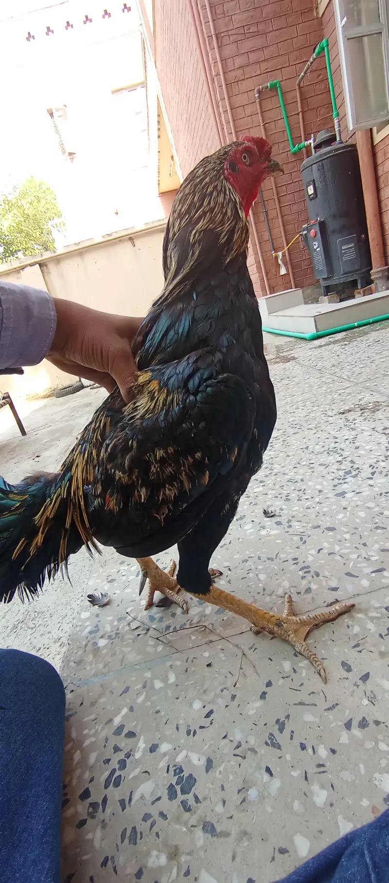 - High-Quality Miawali lakka X Amroha Cross Assel Rooster For Sale! — photo 4