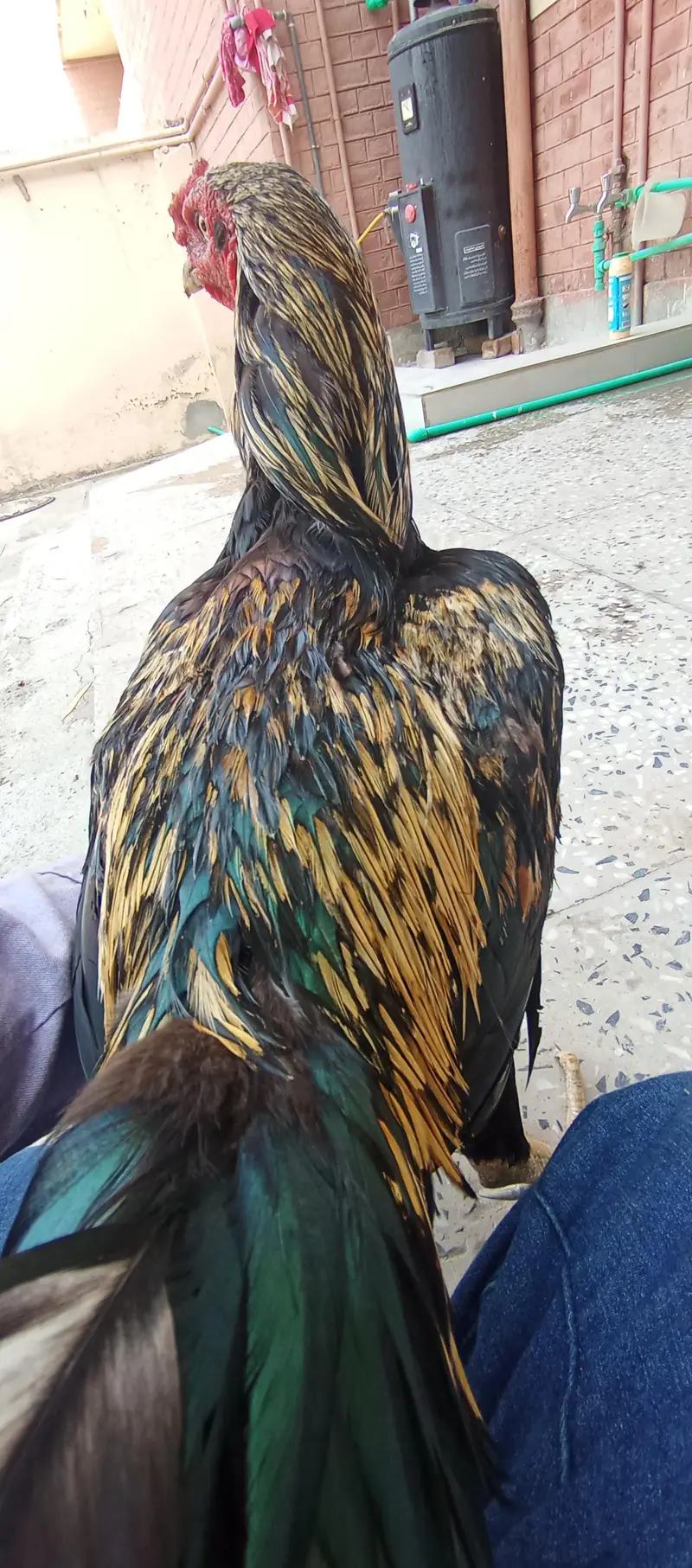 - High-Quality Miawali lakka X Amroha Cross Assel Rooster For Sale! — photo 5