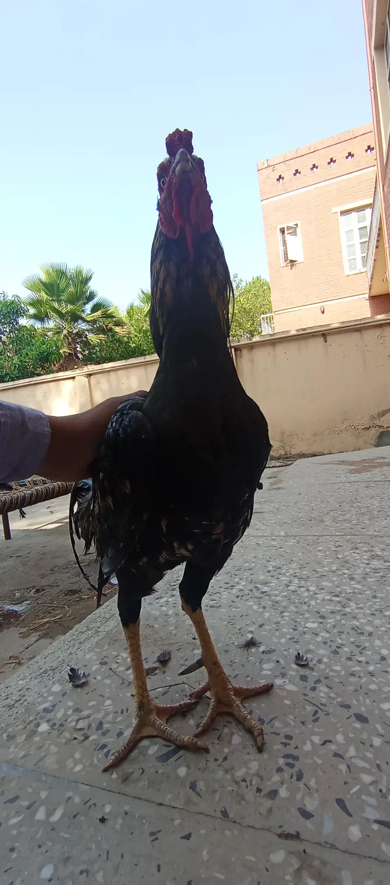 - High-Quality Miawali lakka X Amroha Cross Assel Rooster For Sale! — photo 7