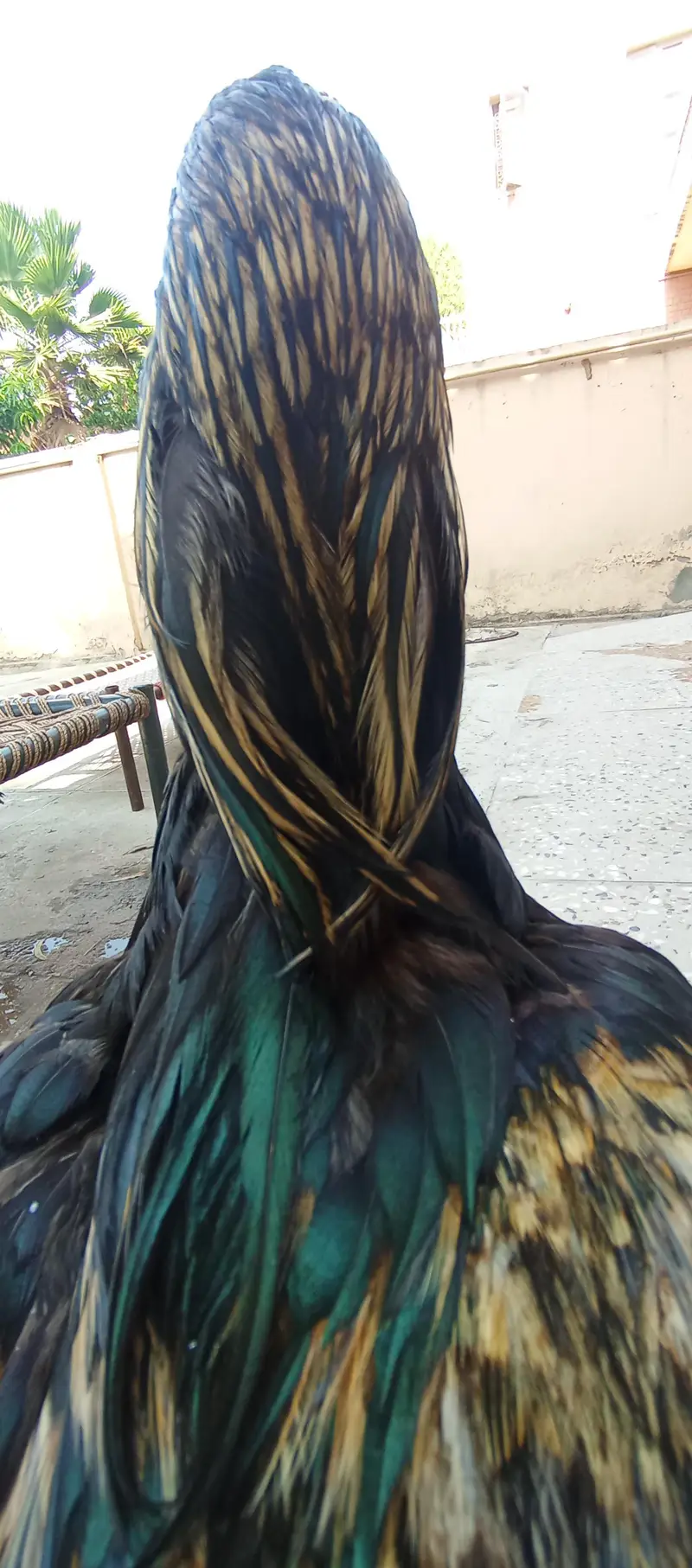 - High-Quality Miawali lakka X Amroha Cross Assel Rooster For Sale! — photo 8