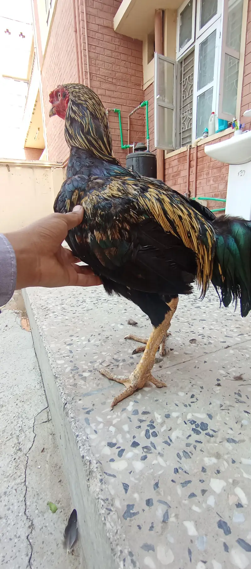 - High-Quality Miawali lakka X Amroha Cross Assel Rooster For Sale! — photo 9