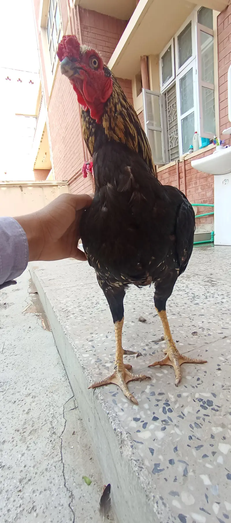 - High-Quality Miawali lakka X Amroha Cross Assel Rooster For Sale! — photo 10
