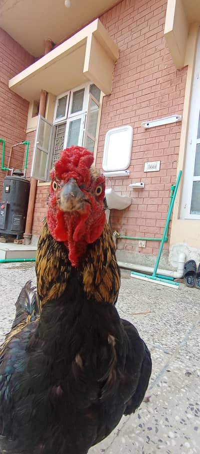 - High-Quality Miawali lakka X Amroha Cross Assel Rooster For Sale!