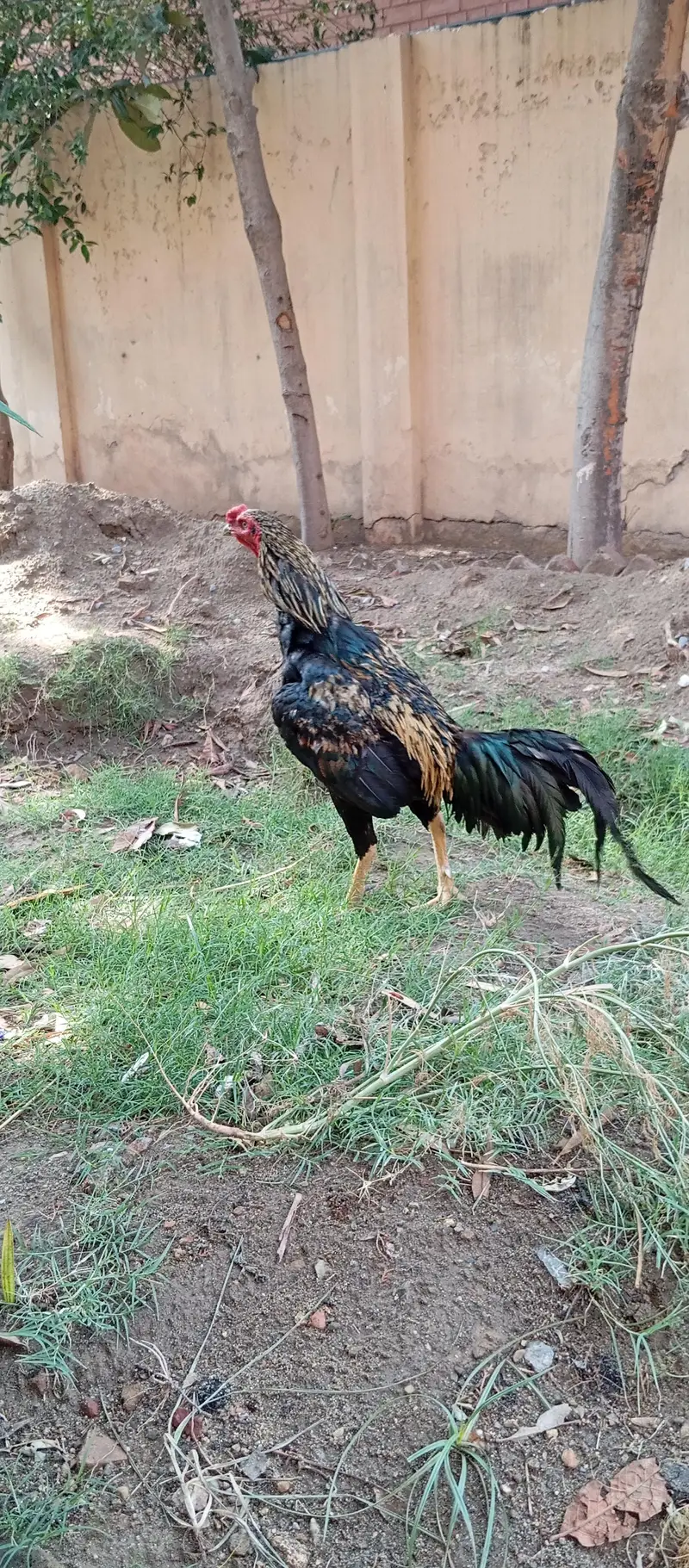 - High-Quality Miawali lakka X Amroha Cross Assel Rooster For Sale! — photo 11