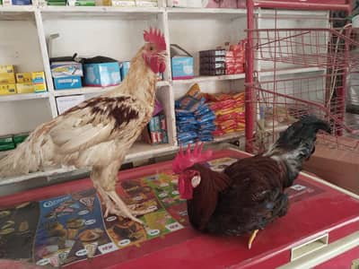 2  Desi murgay 2 small female