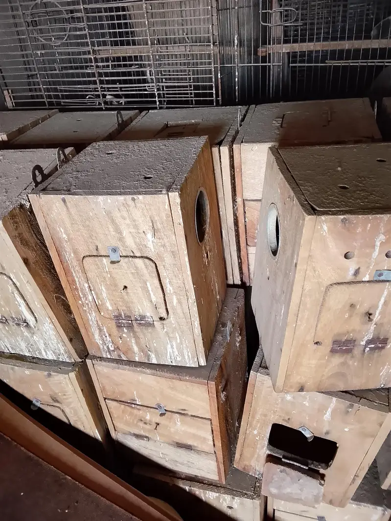 wooden breeding boxes used — photo 3