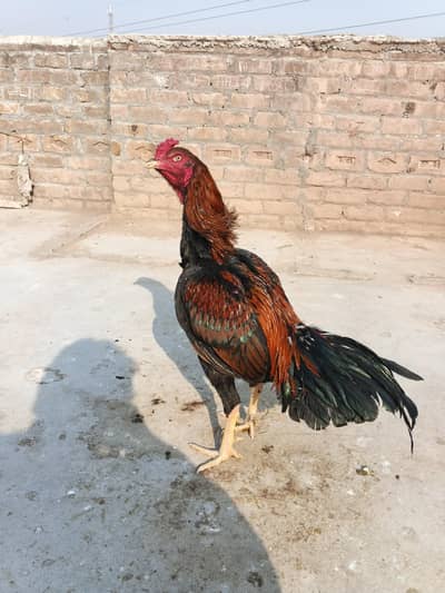 aseel murga