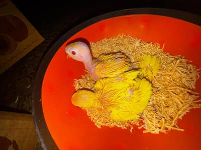 Yellow, Grey, Green Ring Nick  Raw Chicks