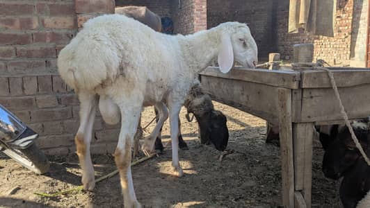 white Dumba pair 3 month age 03044548445