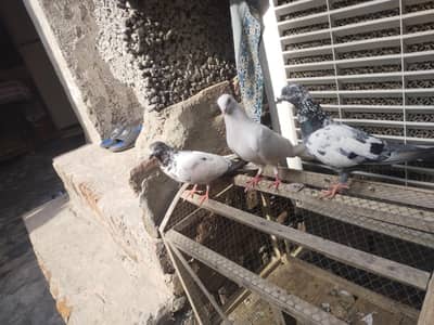 Bazio waly achy kabuter for sale in low price