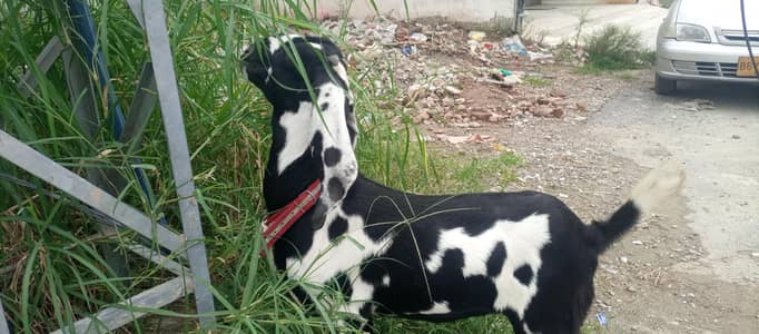 Amratsari Beetal Gaban Bakri