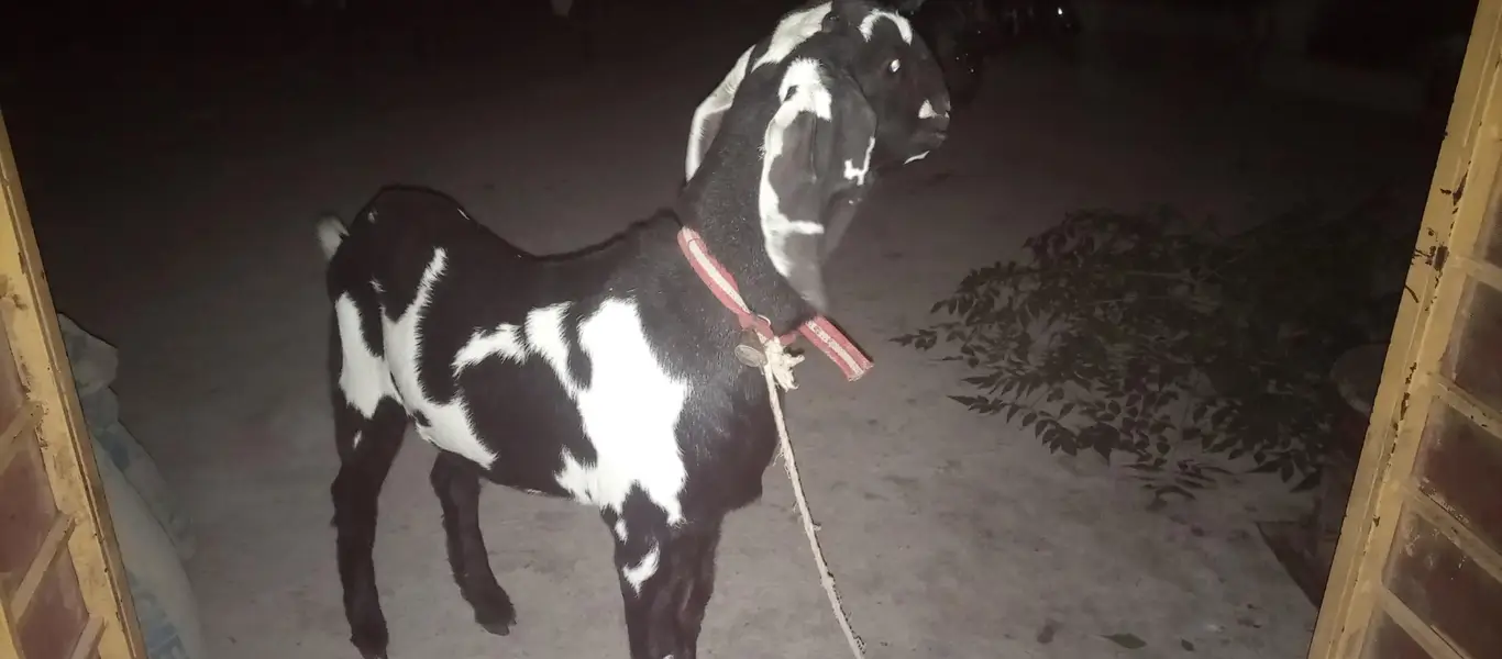 Amratsari Beetal Gaban Bakri — photo 2