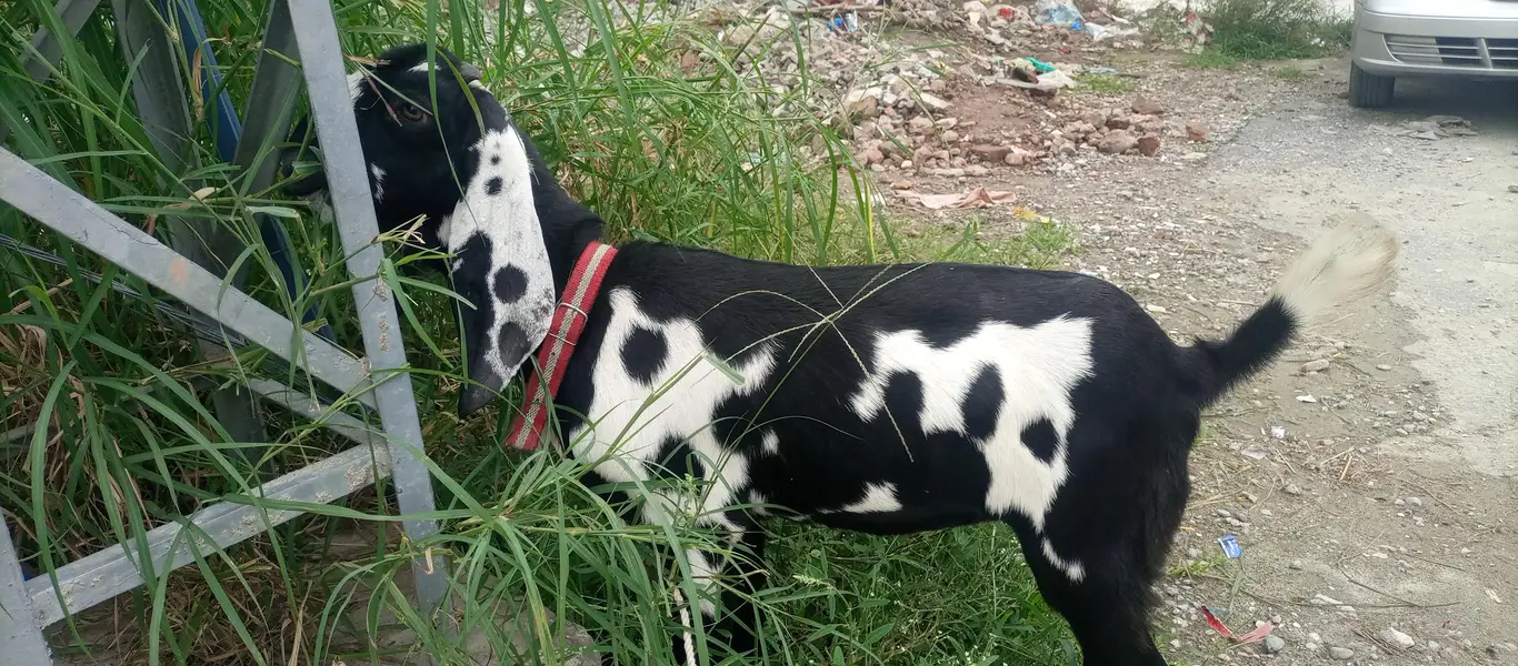 Amratsari Beetal Gaban Bakri — photo 3